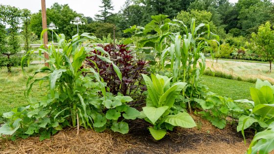 Puhwem corn, Hannah Freeman bean, and Nanticoke squash planted in a mound with the sunflower, amaranth, and tobacco around the mound